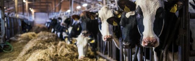 Taudioht on Maaülikooli täienduskoolituste kava segi paisanud