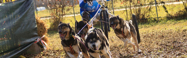 26. detsembril saab Tartu Maarjavälja katsealal näha kelgukoeri