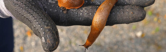 Linlastel soovitatakse Hispaania teeteod panna biojäätmete konteinerisse