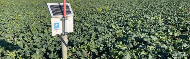 Paul-Techi põllujaam: oktoobri liigniiskus pidurdas taimede kasvu ja põllutöid