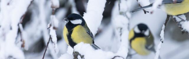 Talviste aialindude vaatleja kogeb õnnetunnet ja aitab ornitolooge