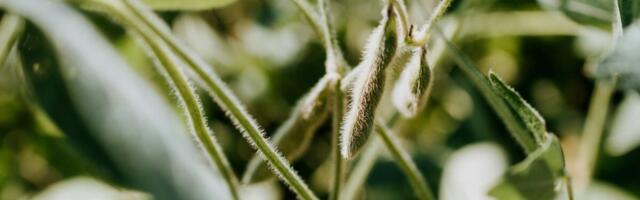 Rekordsaagi ootused viivad õliseemnete hinnad alla