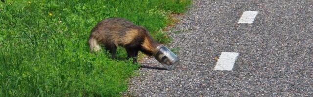 UUS LÄHENEMINE | Kährikute täielik hävitamine pole enam plaanis