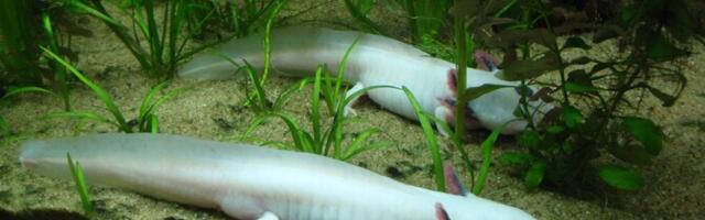 Tömpsuu suudab eemaldatud harknäärme täielikult taastada