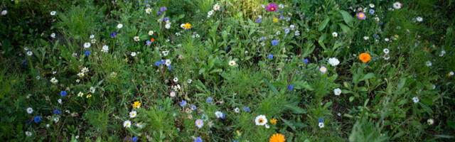 Musta surma õppetund raputab tänapäevast looduskaitset
