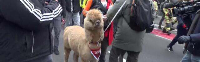 Reporter: Kuidas korraldada meeleavaldust, mida märgatakse ja millest räägitakse?