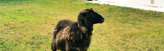 Õnnesärgis sündinud lammas eksles mööda Raplat