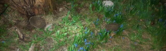 Päästjad tõttasid Valgas appi kahele auku kukkunud siilile