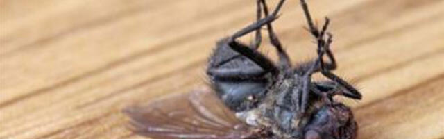 Kuidas vabaneda puuviljakärbestest ja mustusest kodus ilma keemiliste aineteta