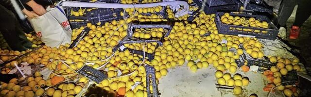 FOTOD | Pärnumaal vajus kraavi sidruneid vedanud veoauto, tasuta sai ära korjata 15 tonni vilju