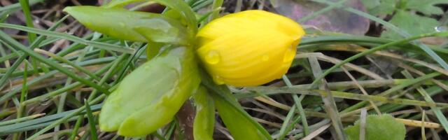 Mis aastaaeg meil praegu õieti on? Jaanuari lõpus õitsesid kevadlilled