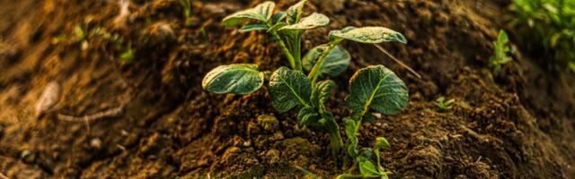 Valitsus kinnitas korraldusega tänavu ebasoodsate ilmastikutingimuste esinemise