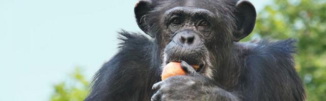 Tallinna Loomaaed kutsub sünnipäevale!