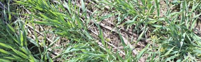 Eesti kogemused aitavad Ukraina põllumeestel mullasõbralikke praktikaid juurutada