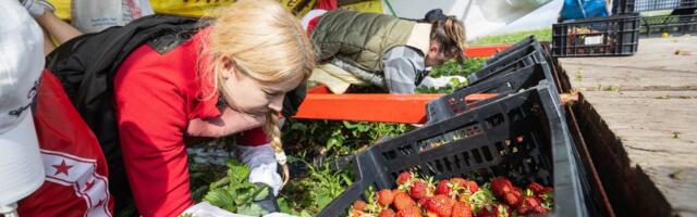 Kärbuv puuvilja- ja marjakasvatus muudab Eesti üha enam impordist sõltuvaks