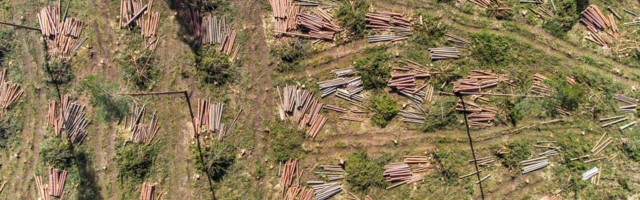 Kaitsealust metsa hävitati keskkonnaministeeriumi loal