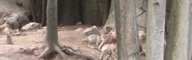 Reporter: Viis haruldast võsavillemit ootavad endale nime