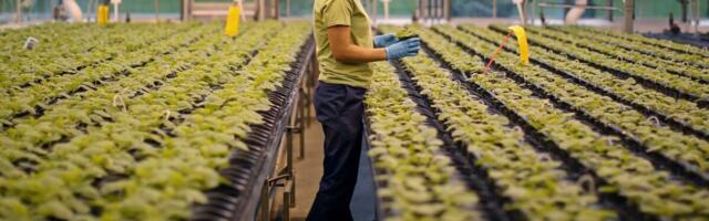 Maailma esimene taimepõhine vaktsiin näitas 75% tõhusust COVID-19 deltatüve vastu