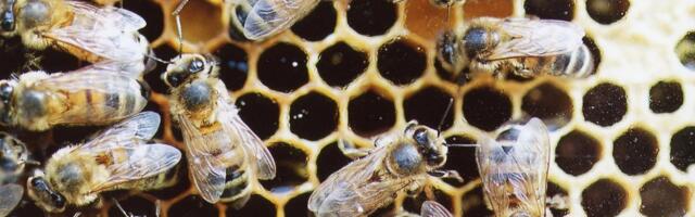 Kas mesilased on lõpuks päästetud? Teadlased arendasid neile võimsa toidulisandi