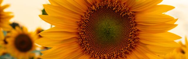 Nädalahoroskoop : 22 - 23. september