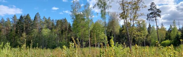 Tasakaal metsanduse ja looduskaitse vahel: seadusemuudatused toovad selgust