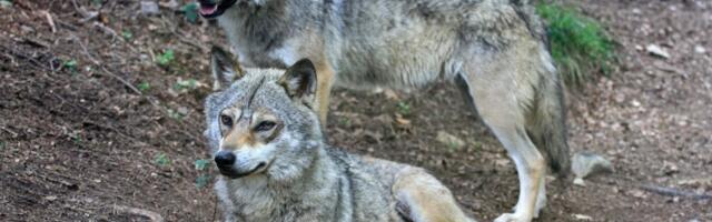 Hundiuurijad on mures: Itaalia huntide seas levib ulatuslik koertega ristumine