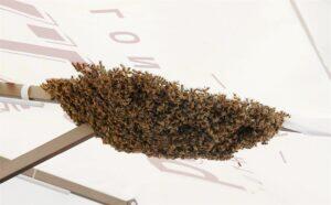 Ühismeedias raha lebab maas