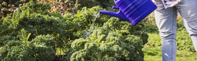 KÜSITLUS | Kas viitsite sel aastal köögivilju kasvatada?