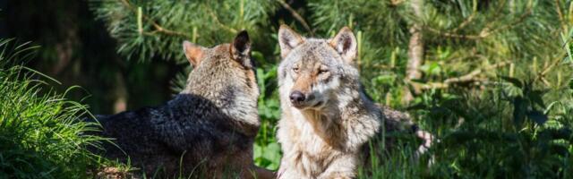 Keskkonnaamet lubab hundijahti, et kaitsta kariloomi Soomaal