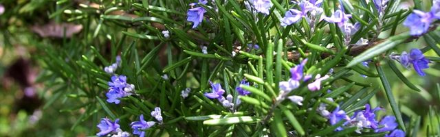 Rosmariin aitab mälu parandada