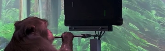 Ekspert: mõttejõul videomängu juhtiv ahv polevat suur asi, see oli tehtav paarikümne aasta eest...