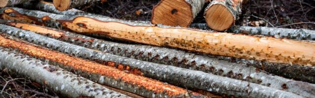 Perefirmade TOP: vaata, kes on kaubandusvaldkonna edukaimad