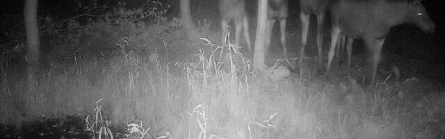 Eestis liigub ringi juba teine suur põdrapere