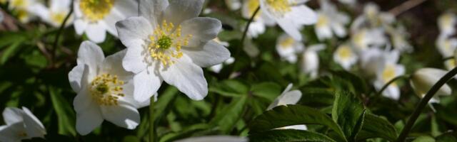 Lähipäevadel muutub ilm üha soojemaks!