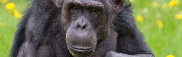 78 000 tundi vaatlusi: šimpansid ja inimesed valivad sõpru sarnaselt