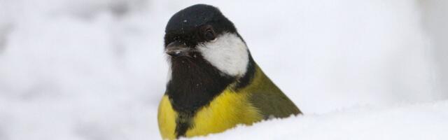 Maalehe ilmatarkade suur talveennustus | „Ei jõua ilmselt ära kiruda ...“