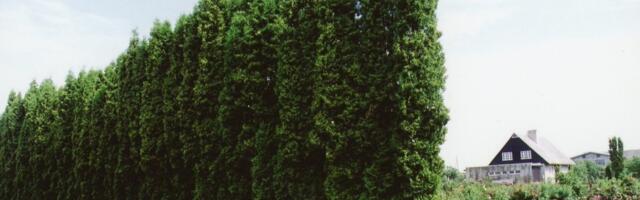 LUGEJA KÜSIB | Kui kaugele piirist võivad naabrid istutada suurekasvulisi taimi?