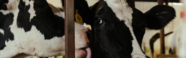 Pärtel: raskustes piimatootjatele on kolm toetusmeedet ja need on juba kasutatavad