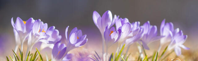 Ilm 11. aprill – 14. aprill: kevad on kohal