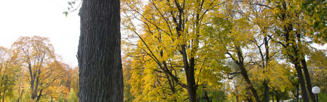 В субботу воздух прогреется до 12 градусов