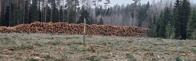 Keskkonnateoks valiti film “Vara küps”, keskkonnakirve said raied Rail Balticu hüvitusaladel