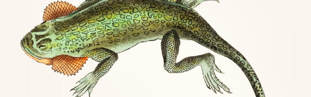 Keskkonnaamet peab oluliseks tähnikvesiliku kaitset Uustalu DP alal