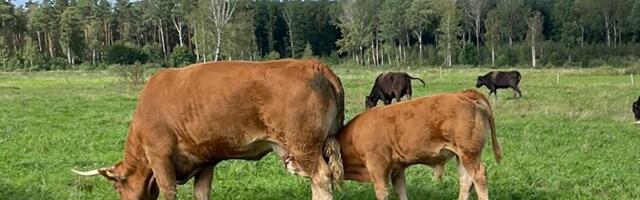 Uudne parv viis veised Ilmatsalu luhta hooldama
