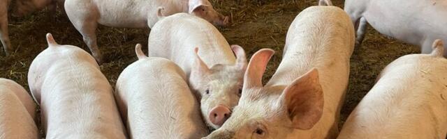 PTA: sigade katku levik on ulatuslik ja olukord on tõsine