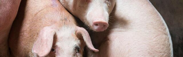 Sealihatootjad saavad taotleda investeeringutoetust SAKi ennetamiseks