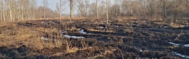 Matsalu rahvuspargist avastati ulatuslik ebaseaduslik raie