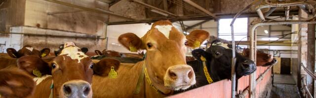 Valgubuum raputab maailma piimaturgu. Ka Eesti tootjatel tuleb kohaneda