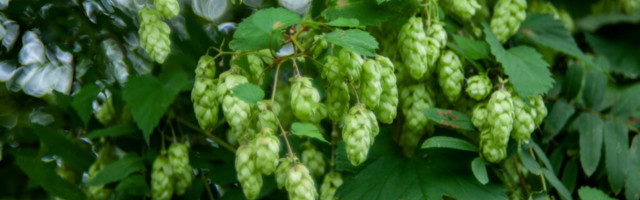 JÕGEVAL KUJUNDATAKSE SÖÖDAVAT LINNARUUMI