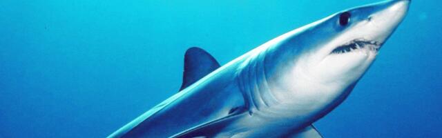 Hairünnak on nõudnud Hurghadas juba kahe naise elu