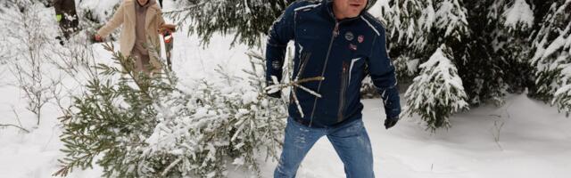 Eestlaste lemmikjõulupuu erineb muu Euroopa omast